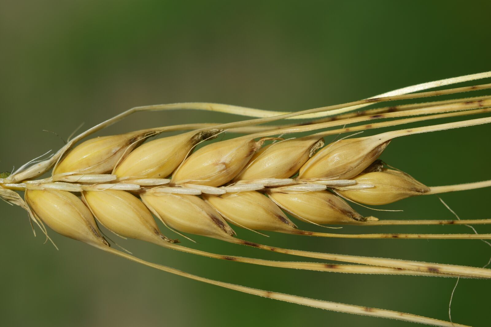 Nikon D3300 sample photo. Barley, ear, cereals photography