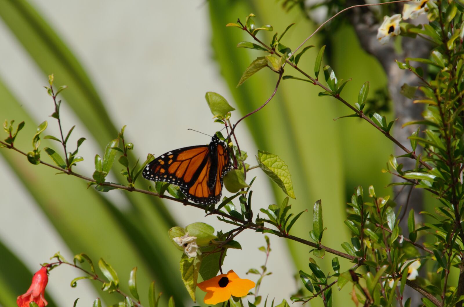 Nikon D7000 sample photo. Butterfly, insect, nature photography