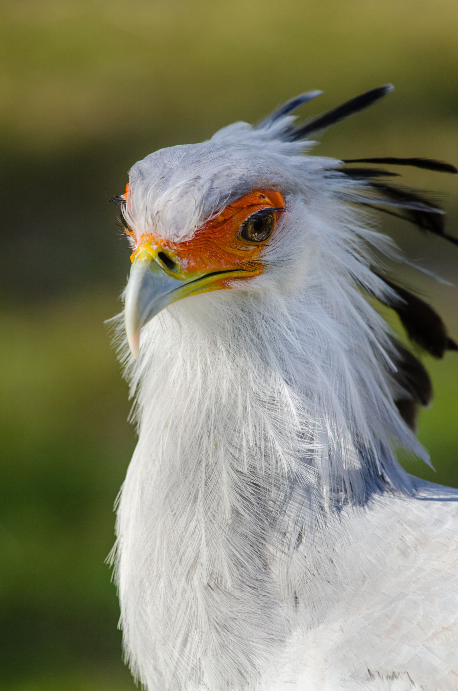 Nikon D7000 + Sigma APO Tele Macro 300mm F4 sample photo