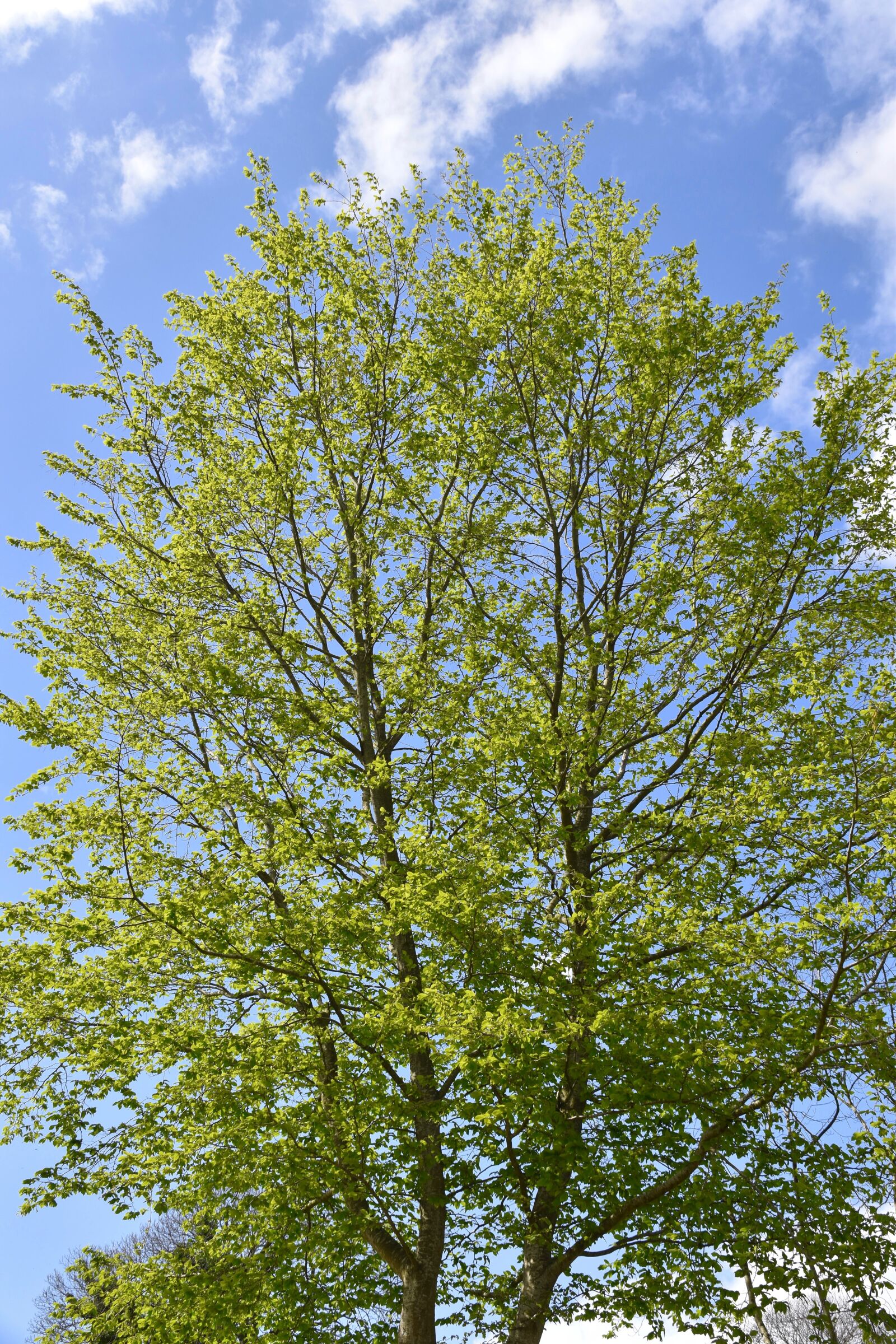 Nikon D5600 sample photo. Tree, budding tree, shrub photography