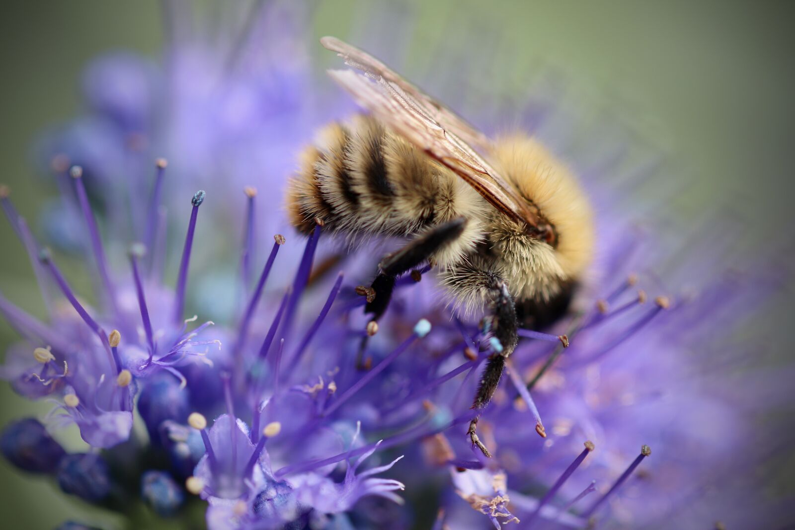 Canon EOS 77D (EOS 9000D / EOS 770D) sample photo. Hummel, insect, pollination photography