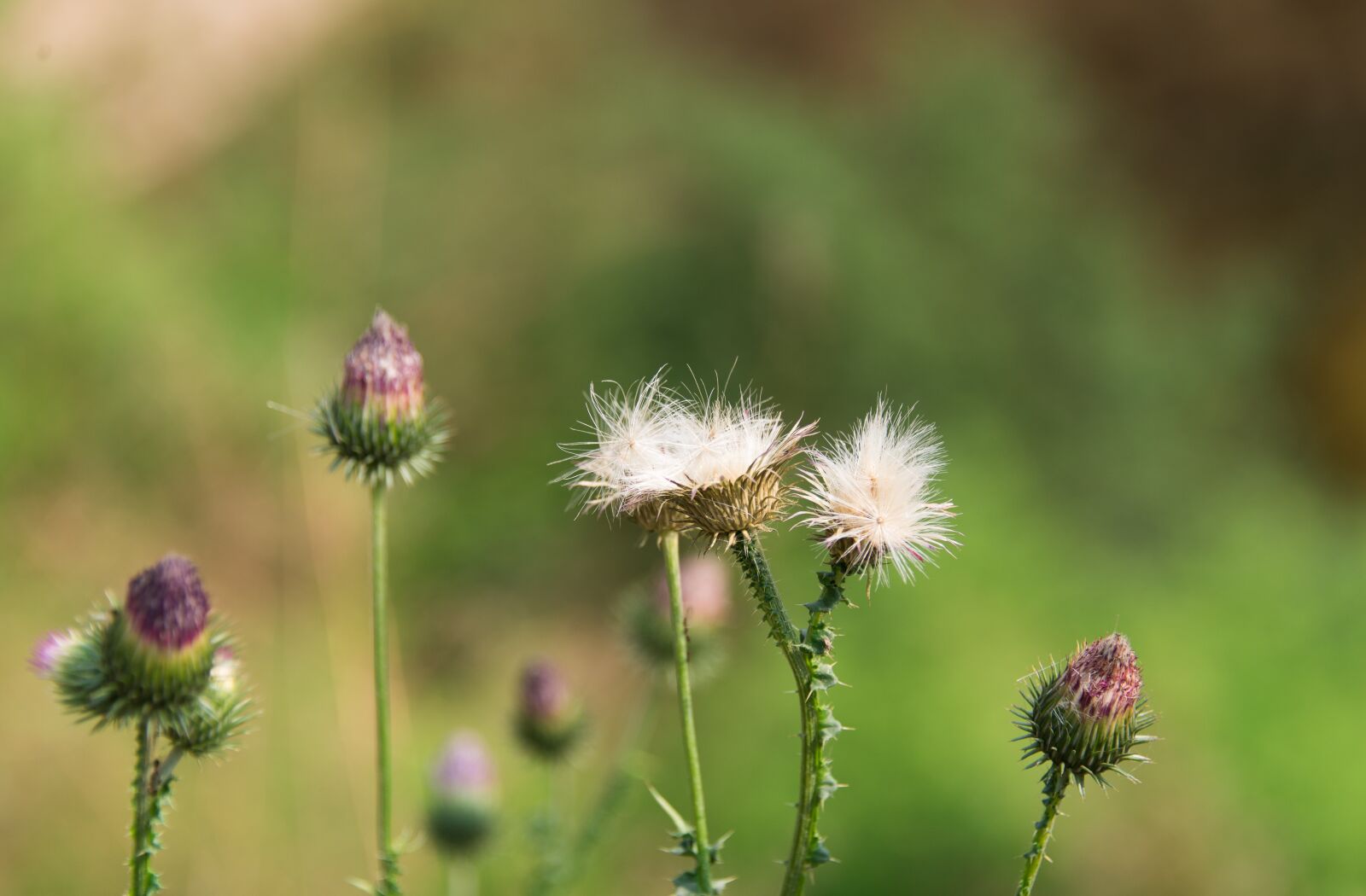 Nikon D600 sample photo. Flowers, plants, bud photography