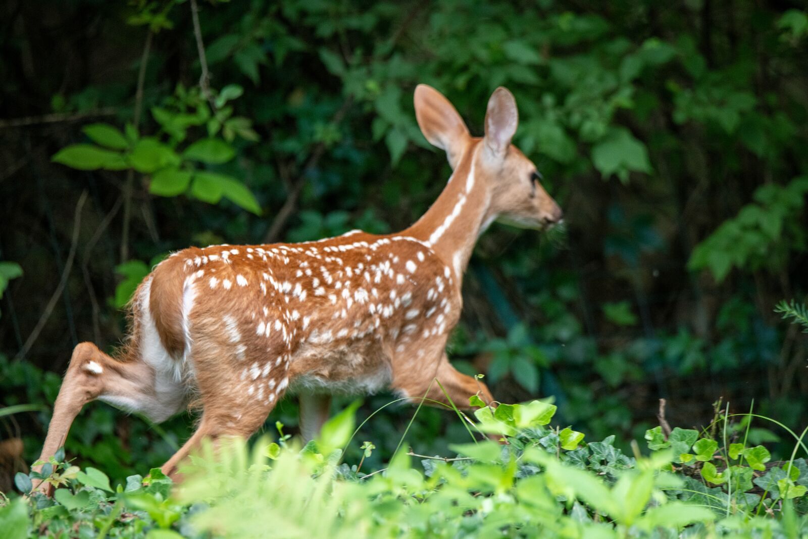 Nikon D850 sample photo. Deer, fawn, whitetail photography