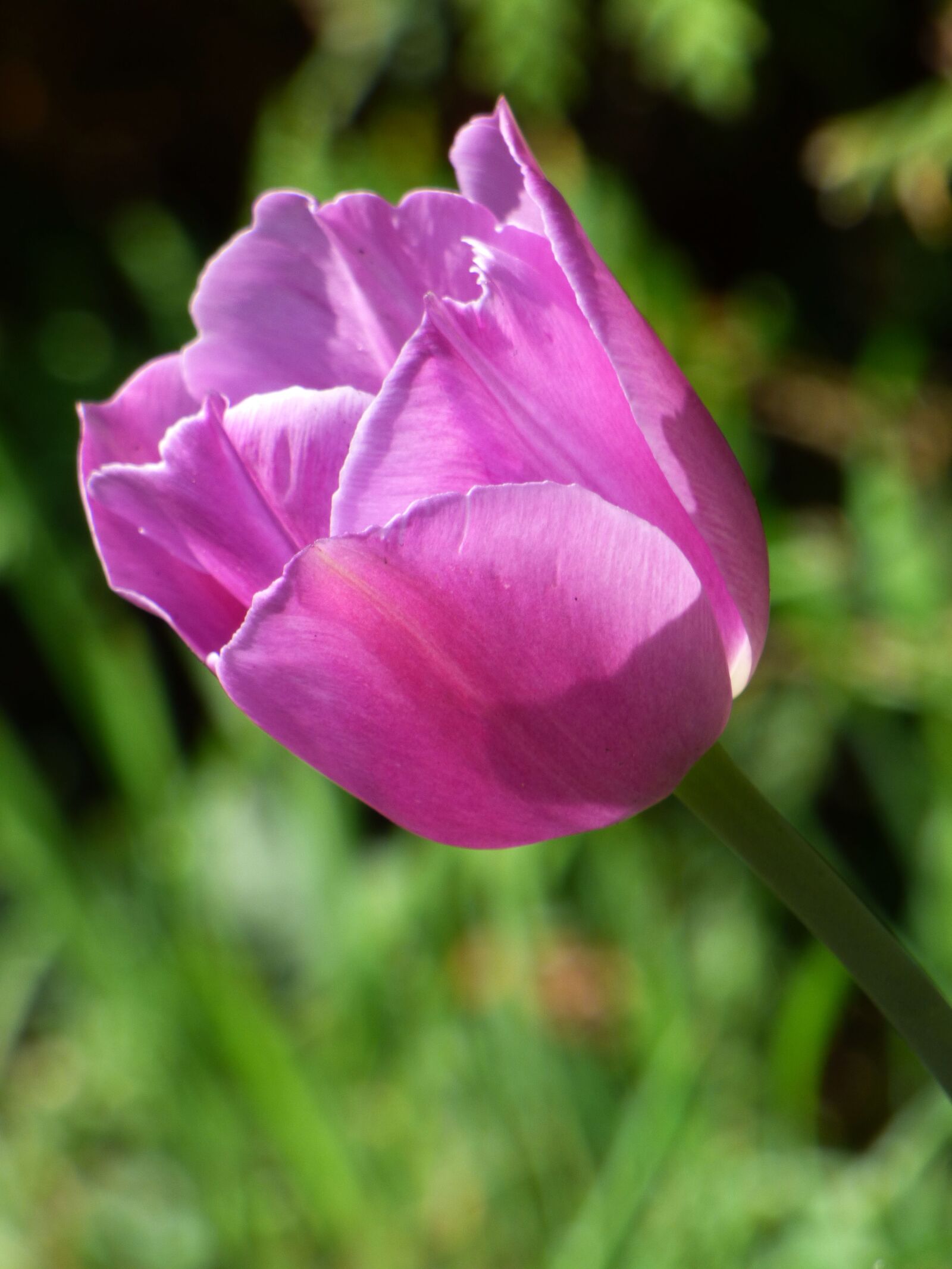 Panasonic DMC-FZ72 sample photo. Flower, pink, tulip photography