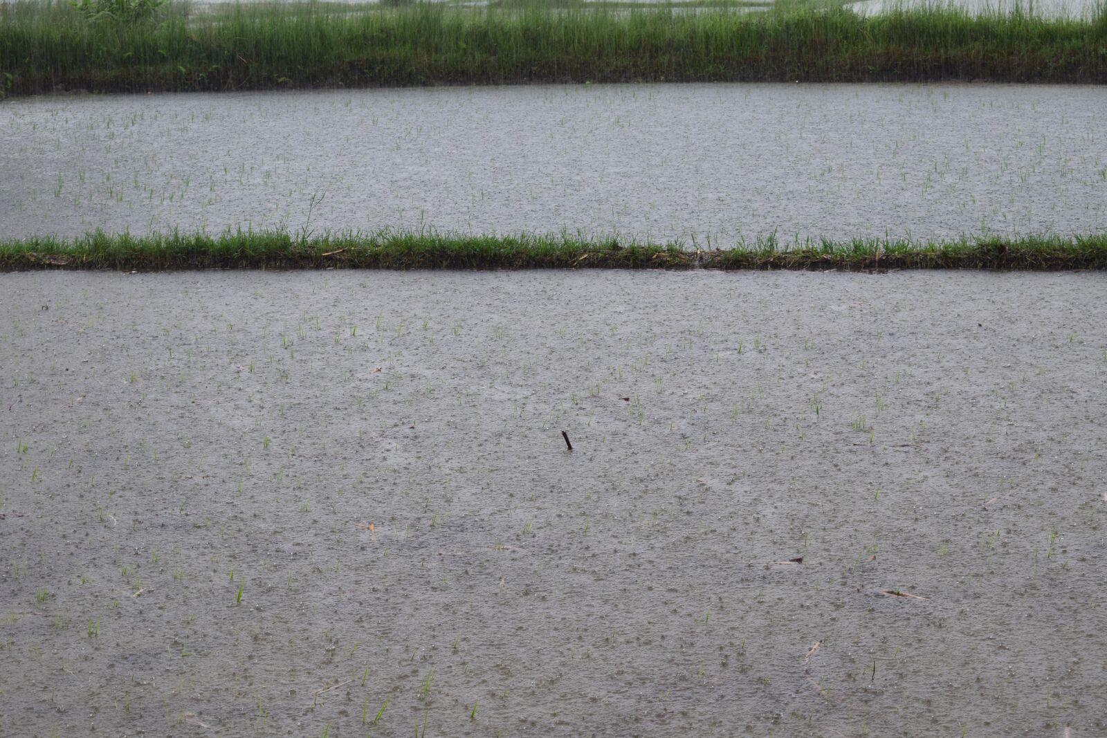 Nikon D5300 sample photo. Raining, rain, nature photography
