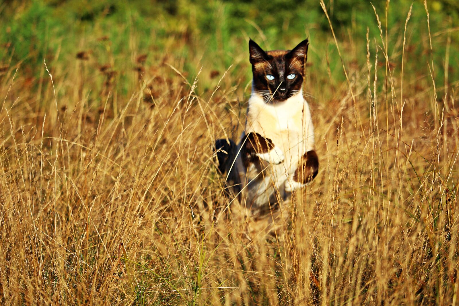 Canon EOS 100D (EOS Rebel SL1 / EOS Kiss X7) sample photo. Cat, mieze, siamese photography