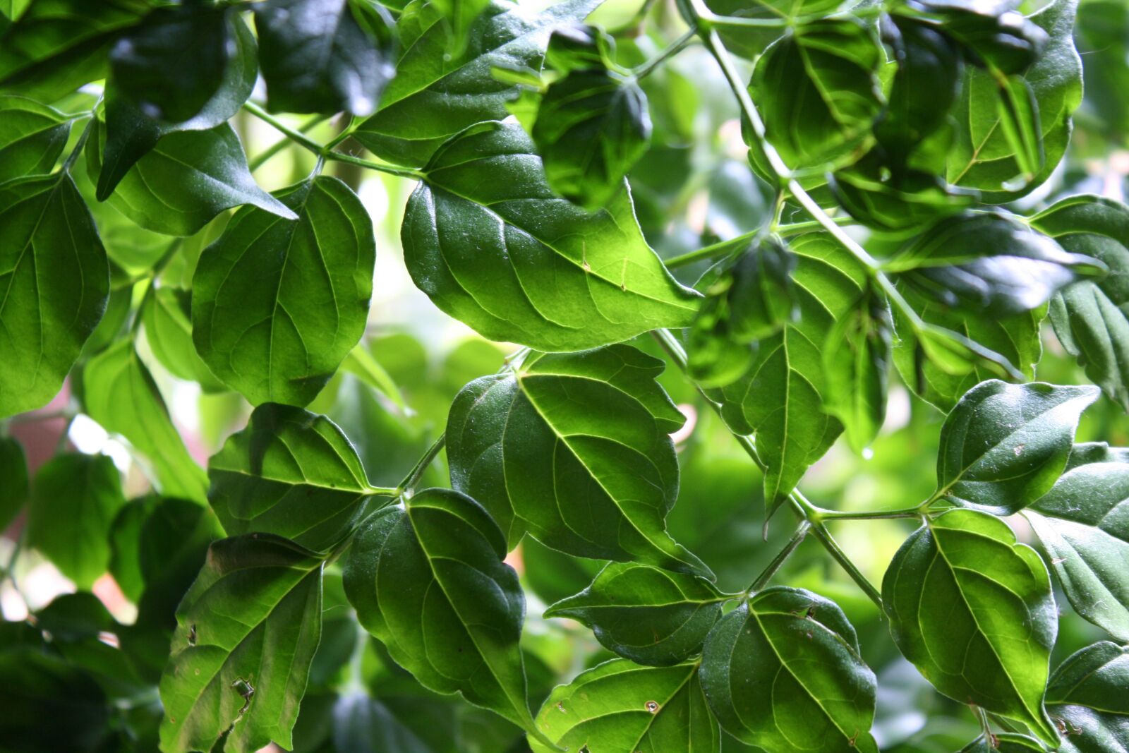 Canon EOS 400D (EOS Digital Rebel XTi / EOS Kiss Digital X) sample photo. Leaves, green, plant photography