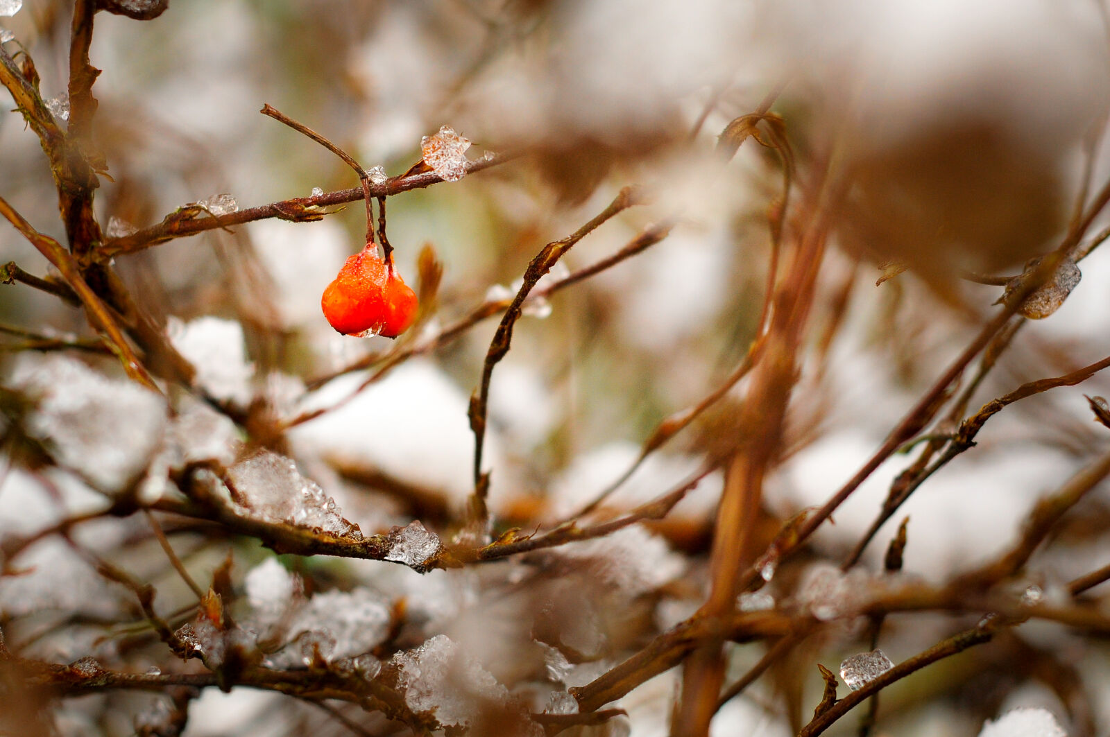 Nikon D300 sample photo. Snow, nature, bush, winter photography