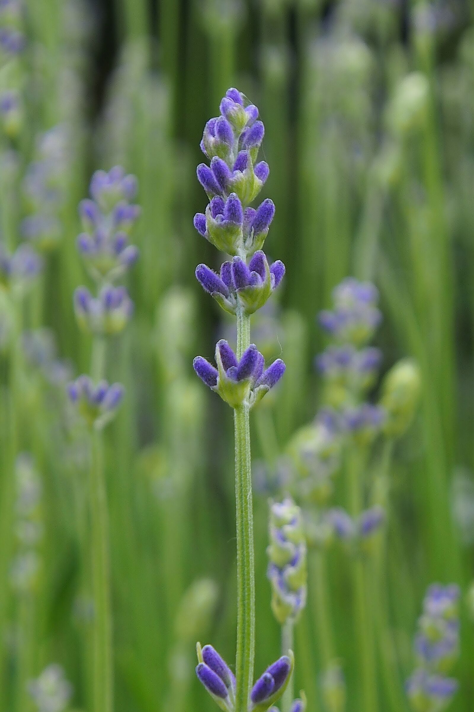 Olympus OM-D E-M5 sample photo. Lavender, purple, violet photography