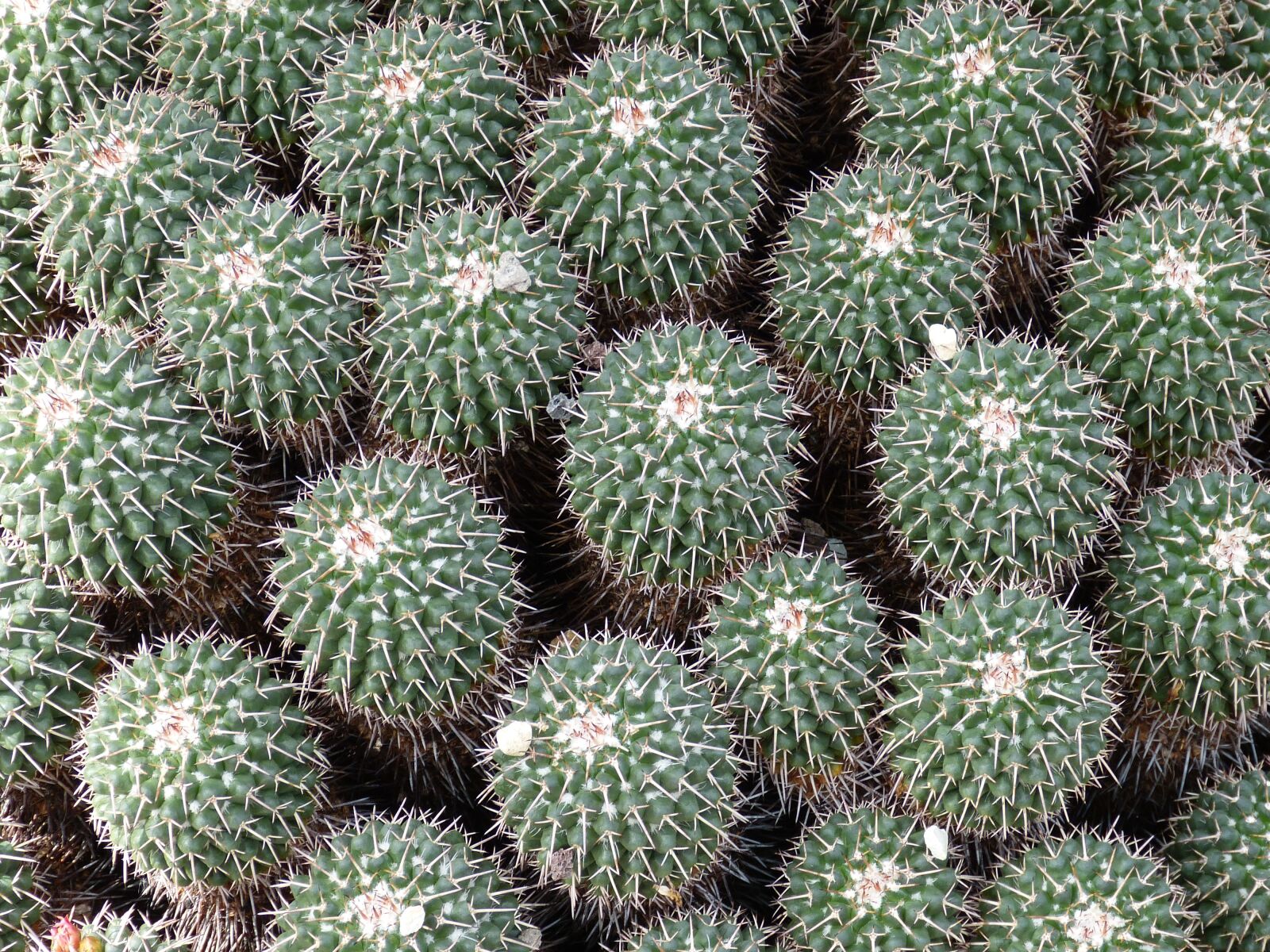 Panasonic Lumix DMC-FZ150 sample photo. Cactus, plant, nature photography