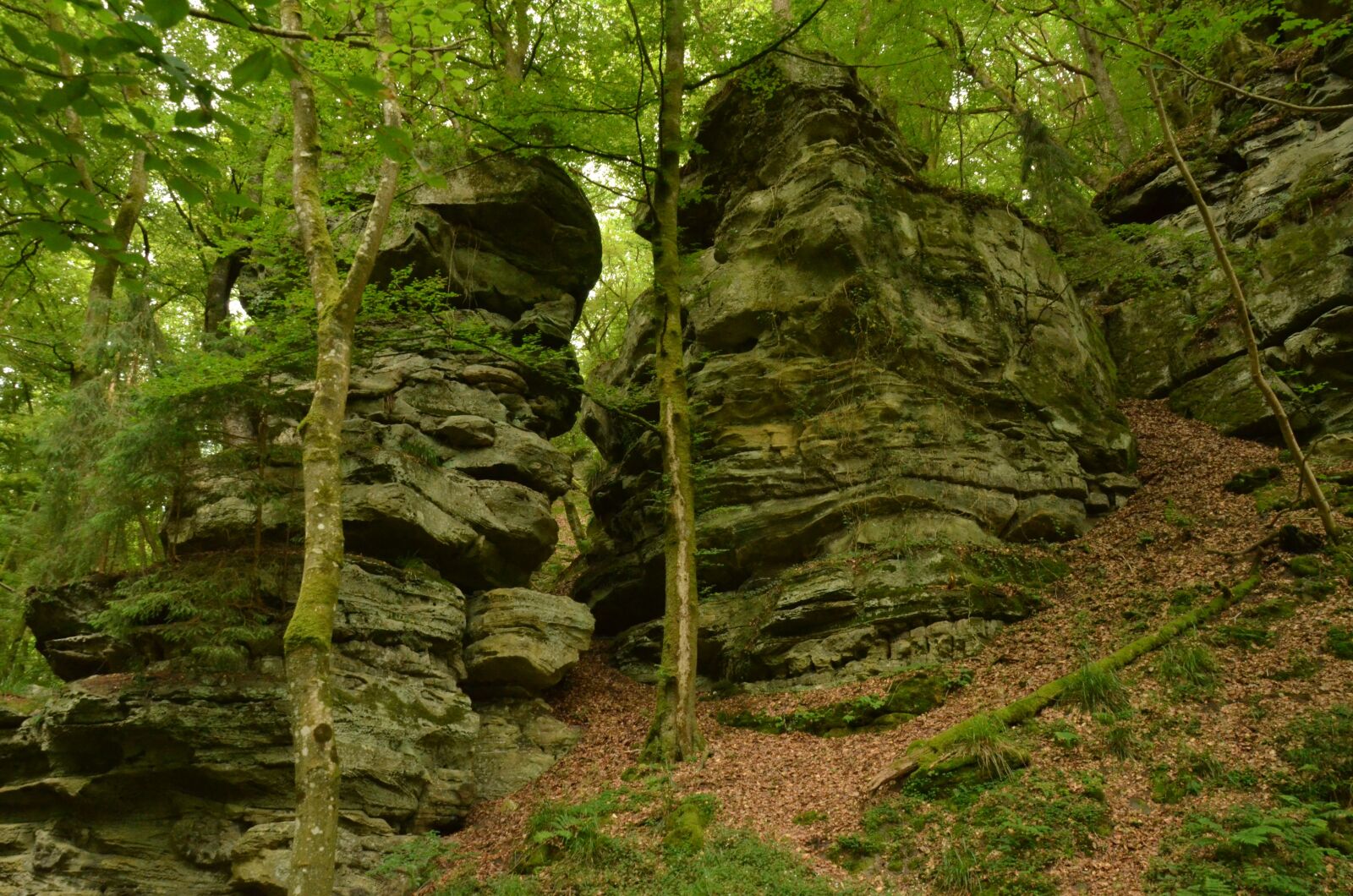 Nikon D7000 sample photo. Rock, forest, dark photography