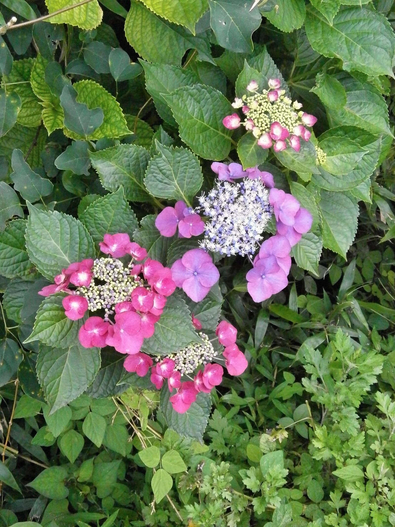Olympus VG110,D700 sample photo. Hydrangeas, hydrangea, purple flowers photography