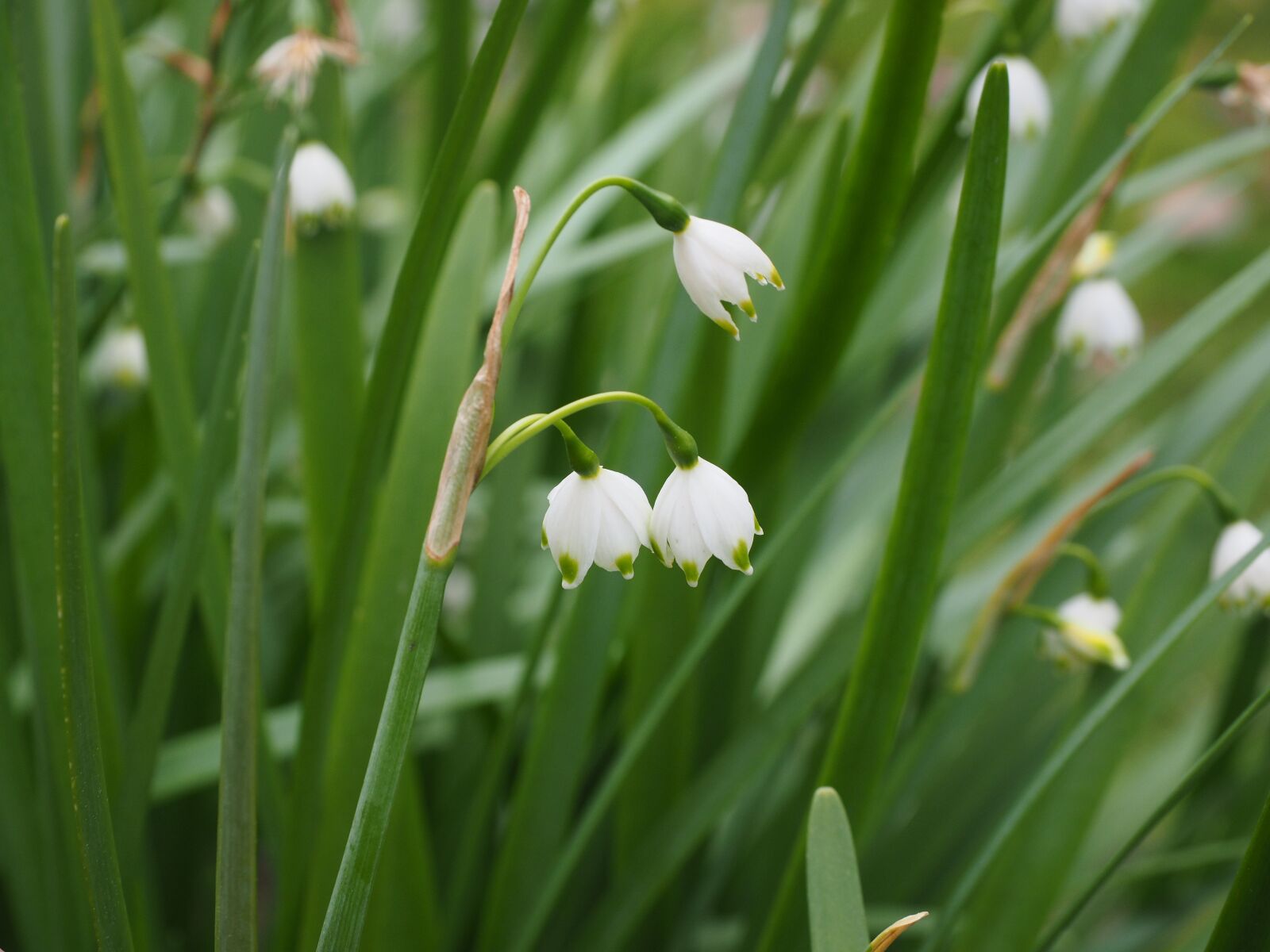 Olympus OM-D E-M1 + Olympus M.Zuiko Digital ED 12-40mm F2.8 Pro sample photo. Summer snowflake, flowers, white photography