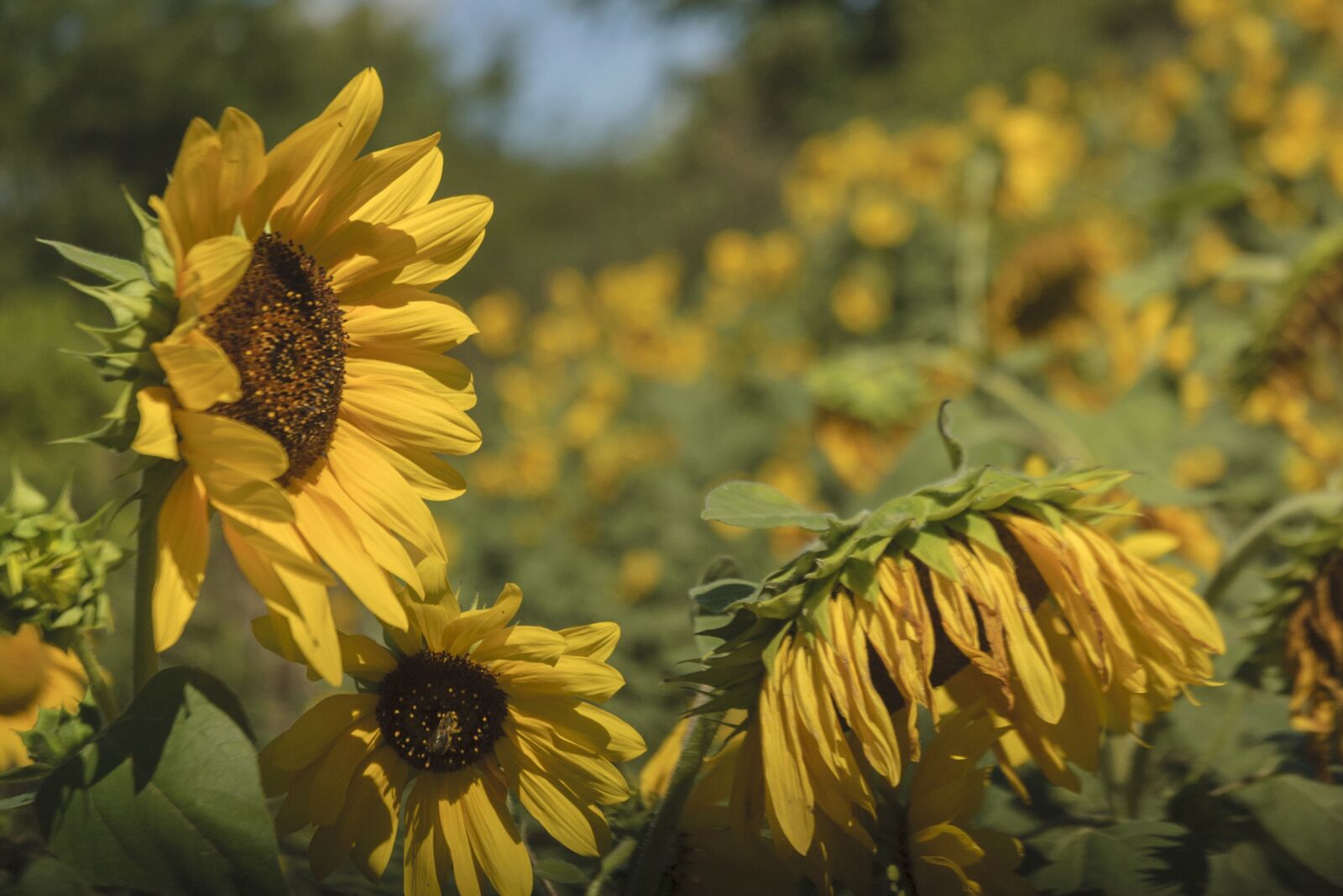 Nikon D70s sample photo. Sunflowers, yellow, flower photography