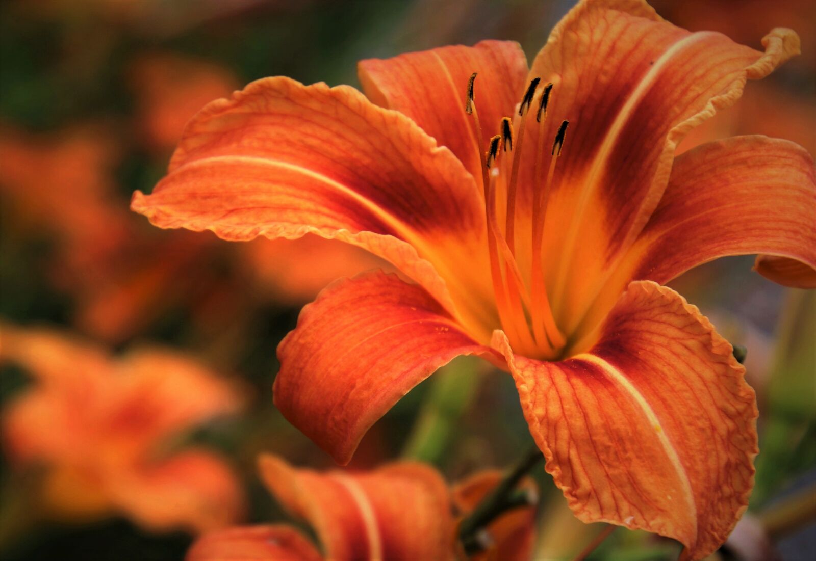 Canon EOS 80D sample photo. Lily, orange, daylily photography