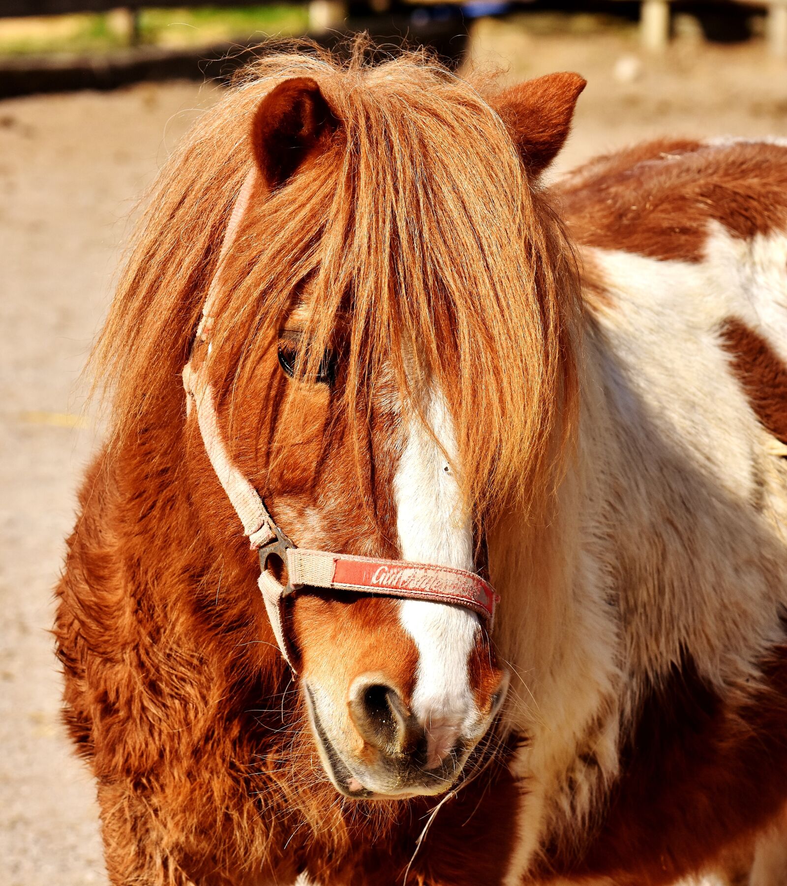Nikon D7200 sample photo. Pony, horse, cute photography