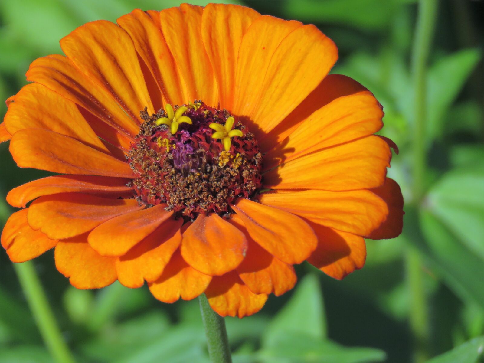 Canon PowerShot SX60 HS sample photo. Flower, orange, rust photography