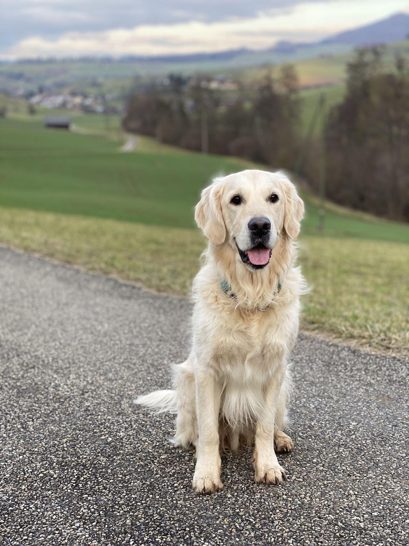 iPhone 11 Pro Max back dual camera 6mm f/2 sample photo. Dog look, purebred dog photography