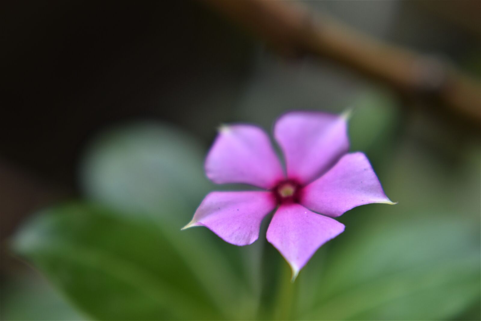 Nikon D3500 sample photo. Purple flower, blossom, bloom photography
