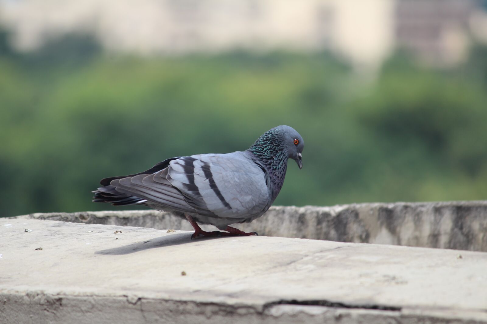 Canon EOS 1200D (EOS Rebel T5 / EOS Kiss X70 / EOS Hi) sample photo. Pigeon, columba livia, flight photography
