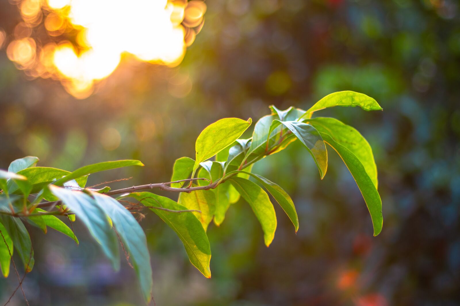 Canon EOS 700D (EOS Rebel T5i / EOS Kiss X7i) + Canon EF 50mm F1.8 STM sample photo. Thailand, autumn leaves, summer photography