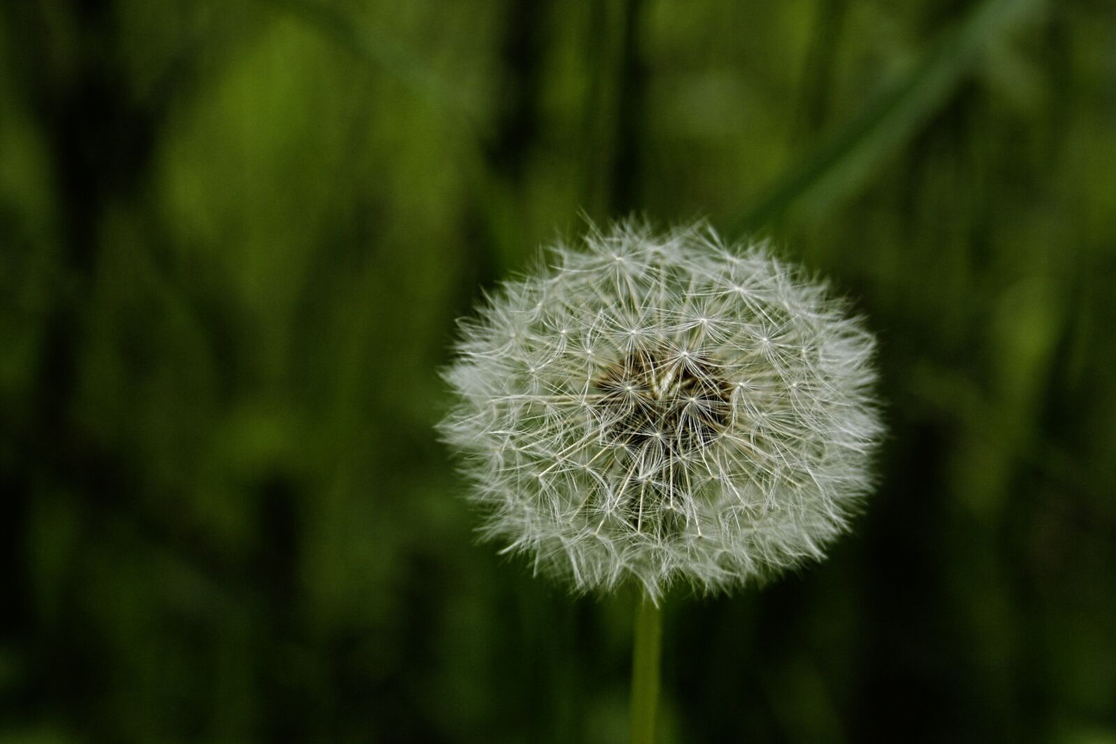 Canon EOS 400D (EOS Digital Rebel XTi / EOS Kiss Digital X) sample photo. Dandelion, spring, nature photography