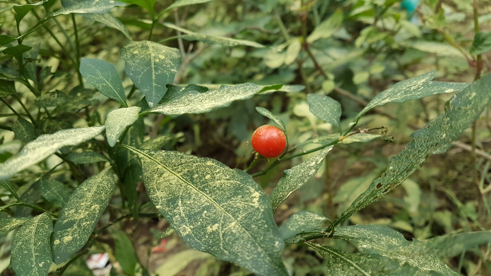 Samsung Galaxy S7 Edge sample photo. Poisonous, berry photography