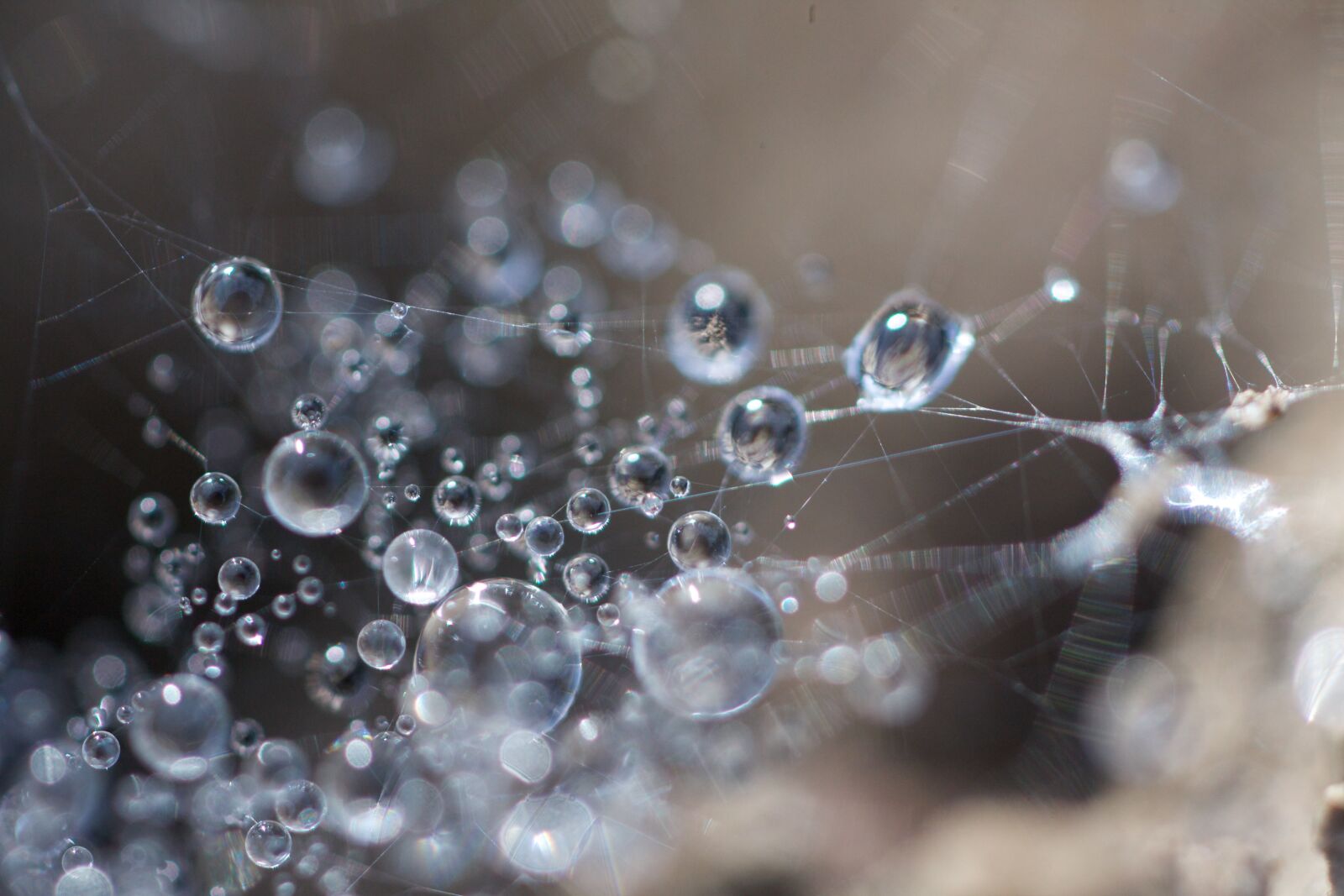 Canon EOS 5D Mark II sample photo. Dewdrop, cobweb, close up photography