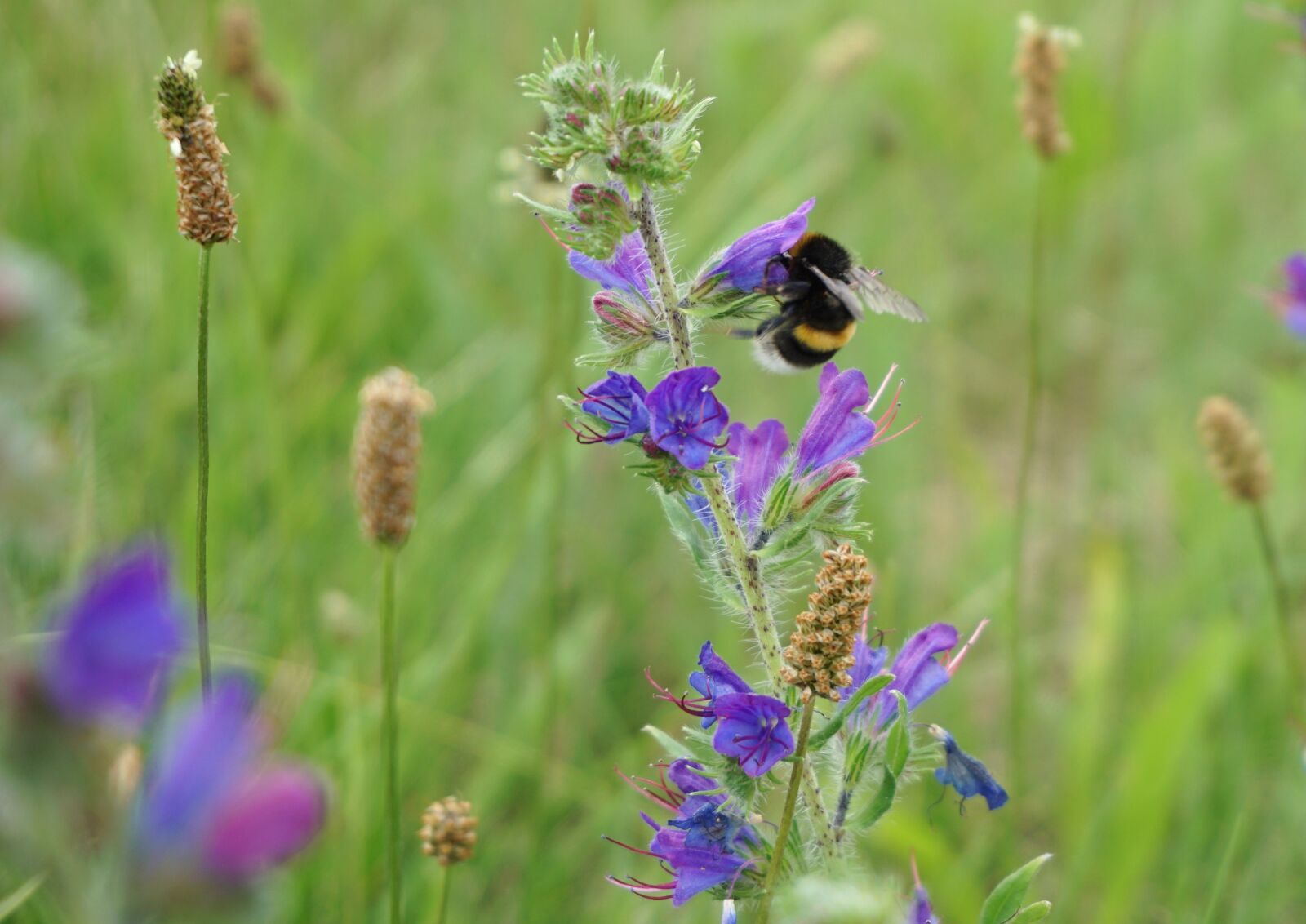 Sony a6000 sample photo. Hummel, pollen, pollination photography