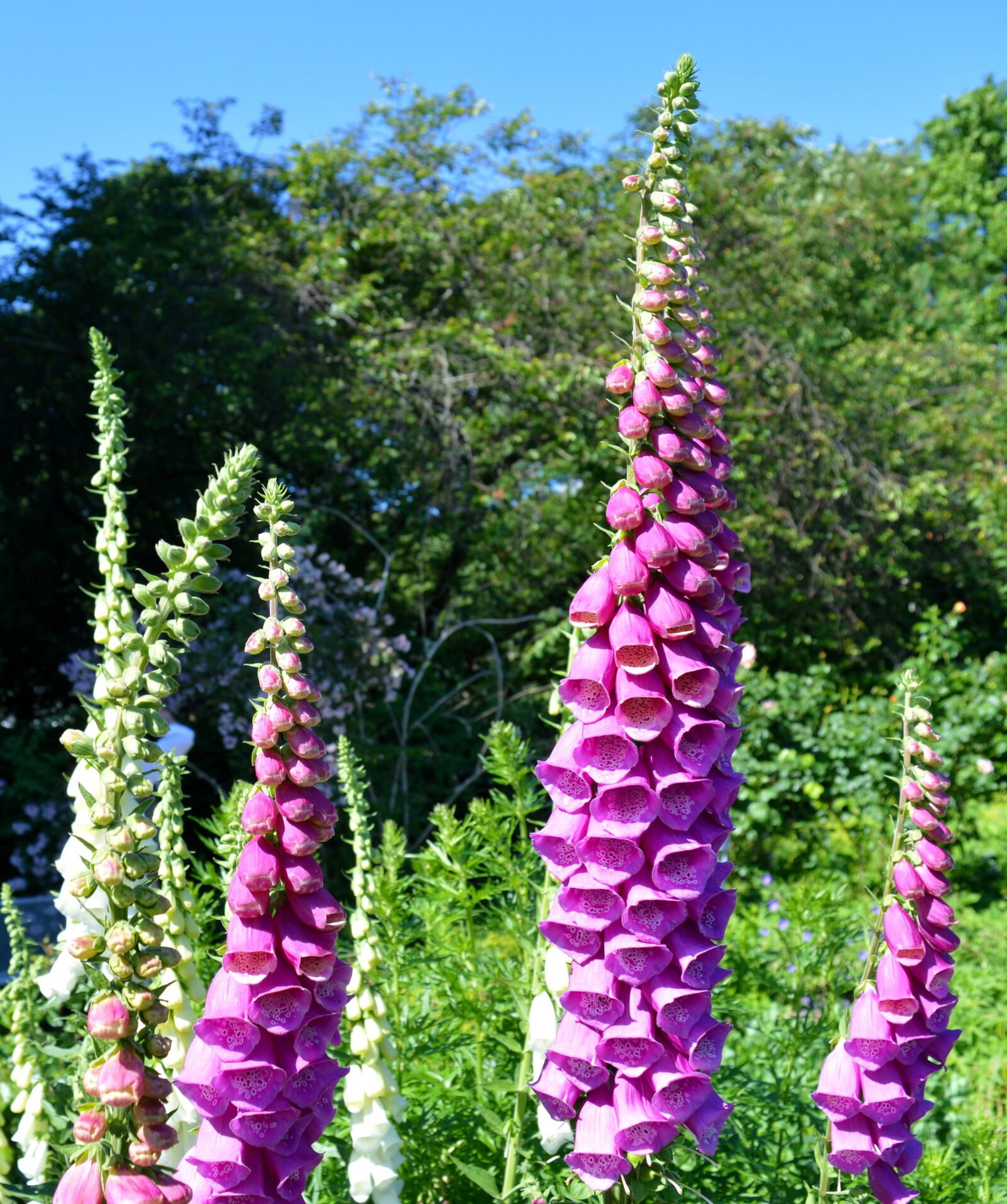 Nikon D3200 sample photo. Digitalis, thimble, digitalis purpurea photography