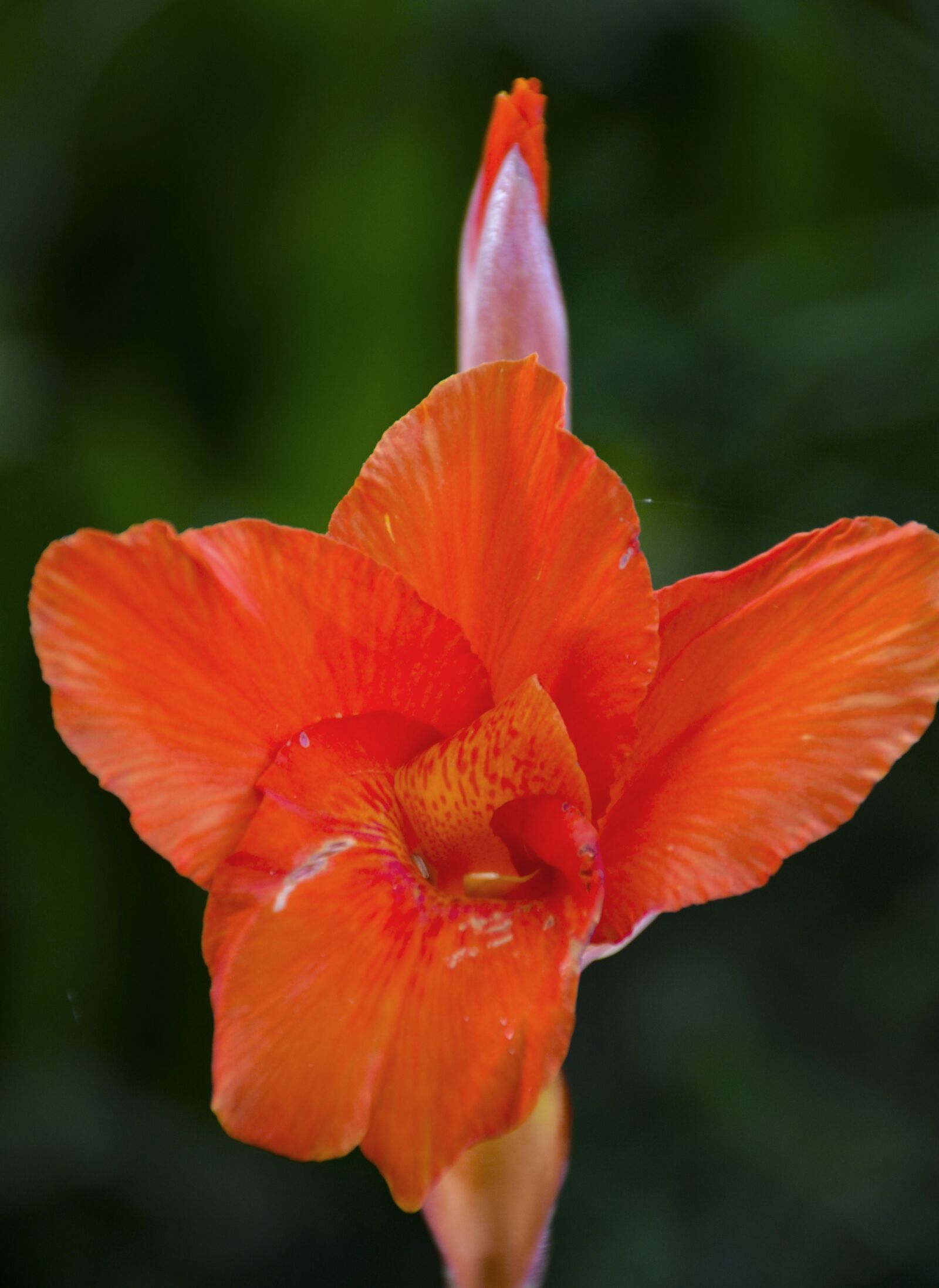 Nikon D7000 sample photo. Red flower, close up photography