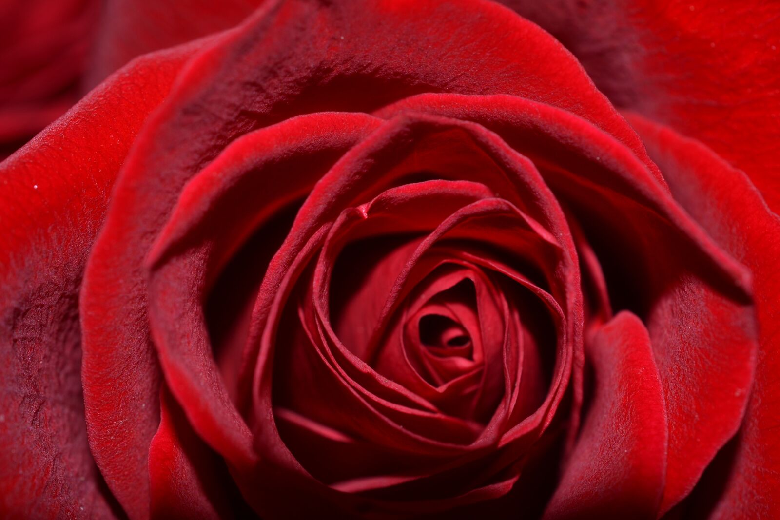 Nikon D3100 sample photo. Flower, rose, red photography