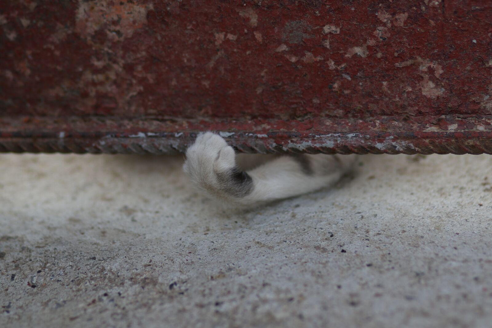 Canon EF 85mm F1.8 USM sample photo. Cat, paw, play photography