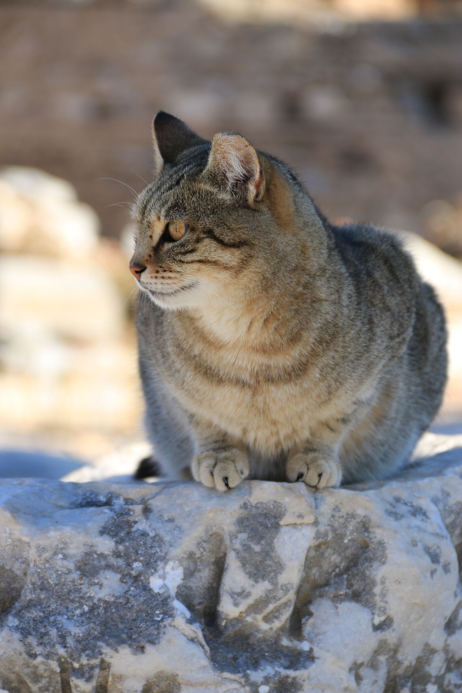 Canon EF-S 18-135mm F3.5-5.6 IS sample photo. Cat, animal, animal portrait photography