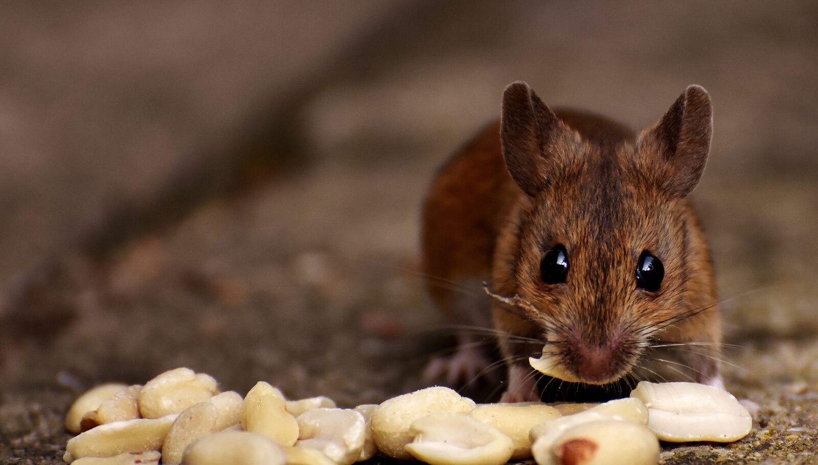 Nikon D7200 sample photo. Wood mouse, rodent, nager photography