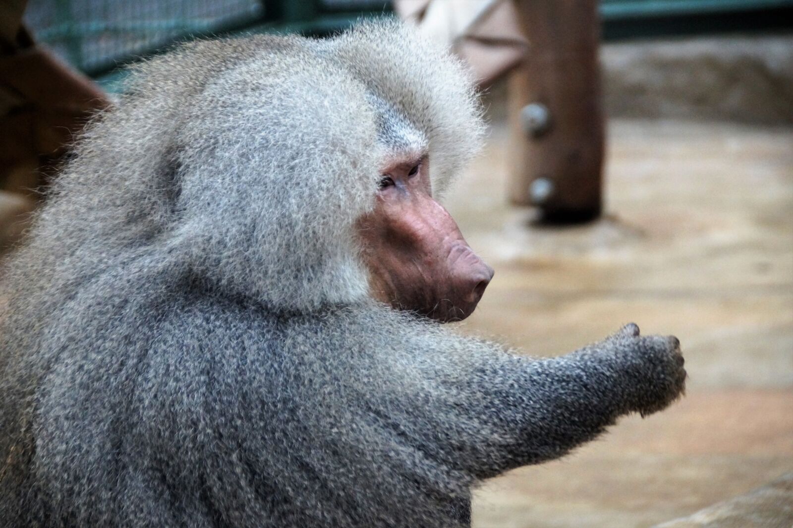 Sony SLT-A58 sample photo. Monkey, baboon, animal photography