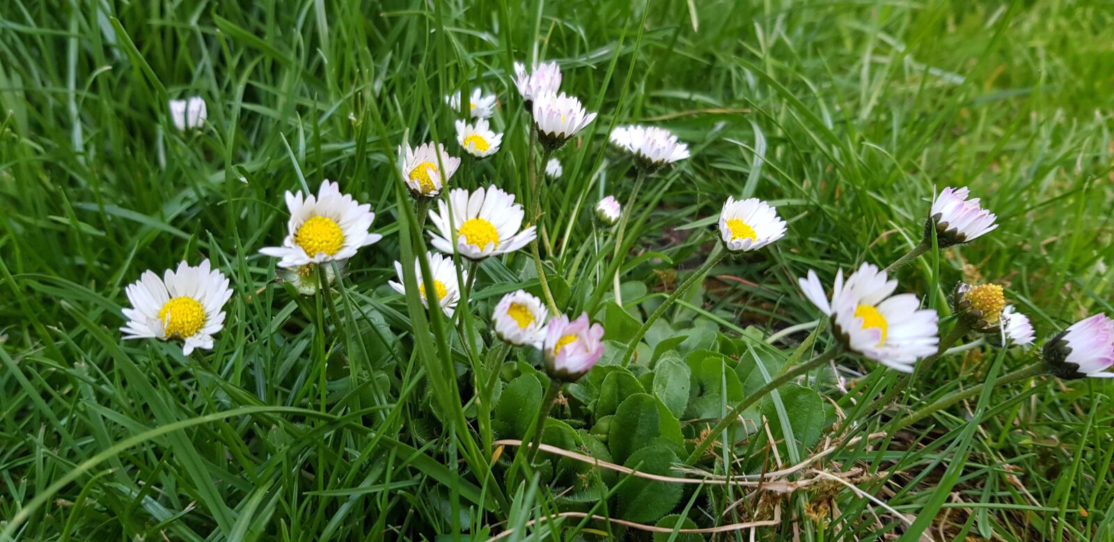 Samsung Galaxy S8+ sample photo. Flowers, meadow, daisy photography