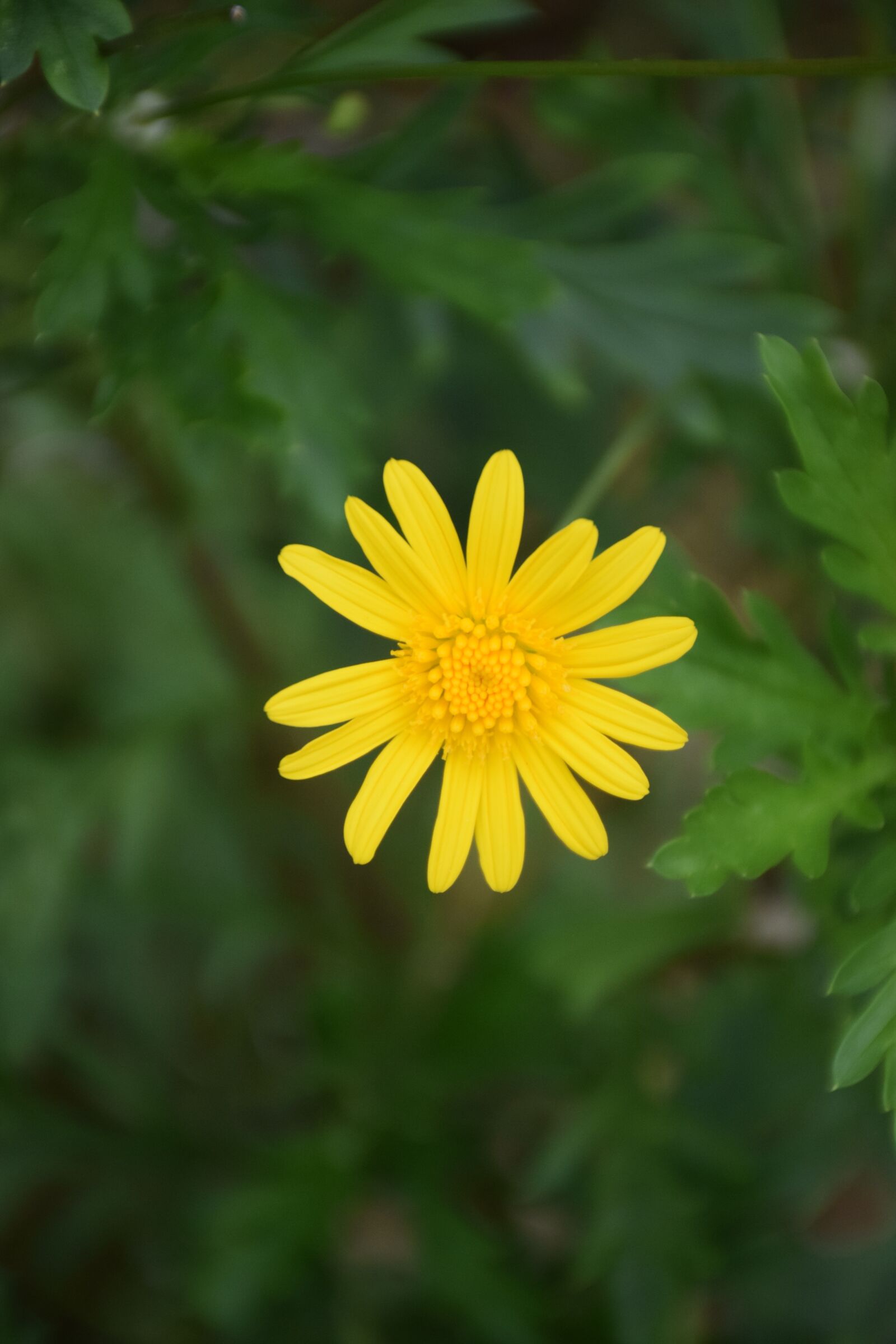 Nikon D5300 sample photo. Flower, green, natural photography