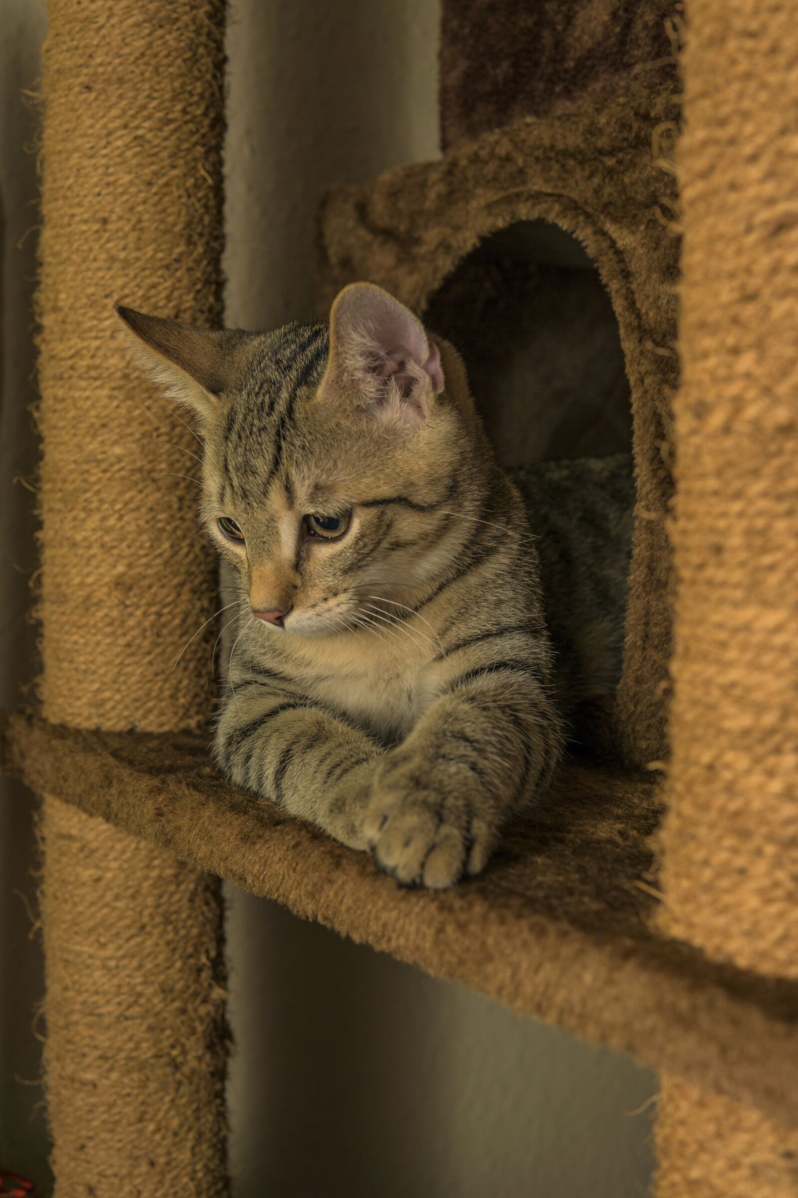 30mm F1.4 DC DN | Contemporary 016 sample photo. Cat, kratzbaum, lying photography