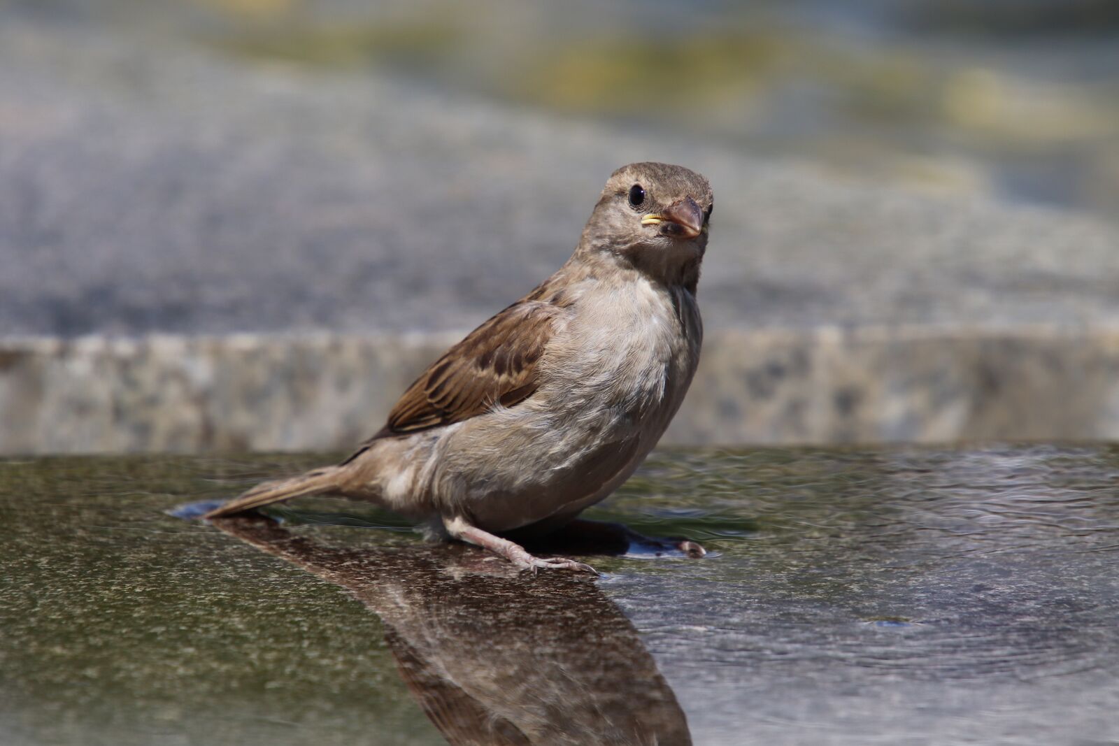 Canon EOS 800D (EOS Rebel T7i / EOS Kiss X9i) sample photo. Sparrow, house sparrow, sperling photography