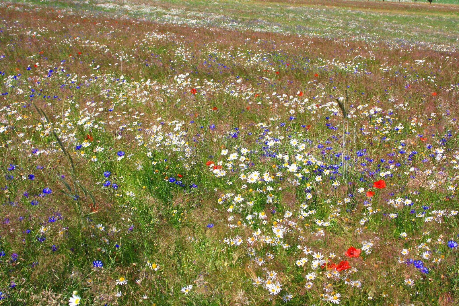 Canon EOS 1000D (EOS Digital Rebel XS / EOS Kiss F) sample photo. Summer meadow, flower meadow photography
