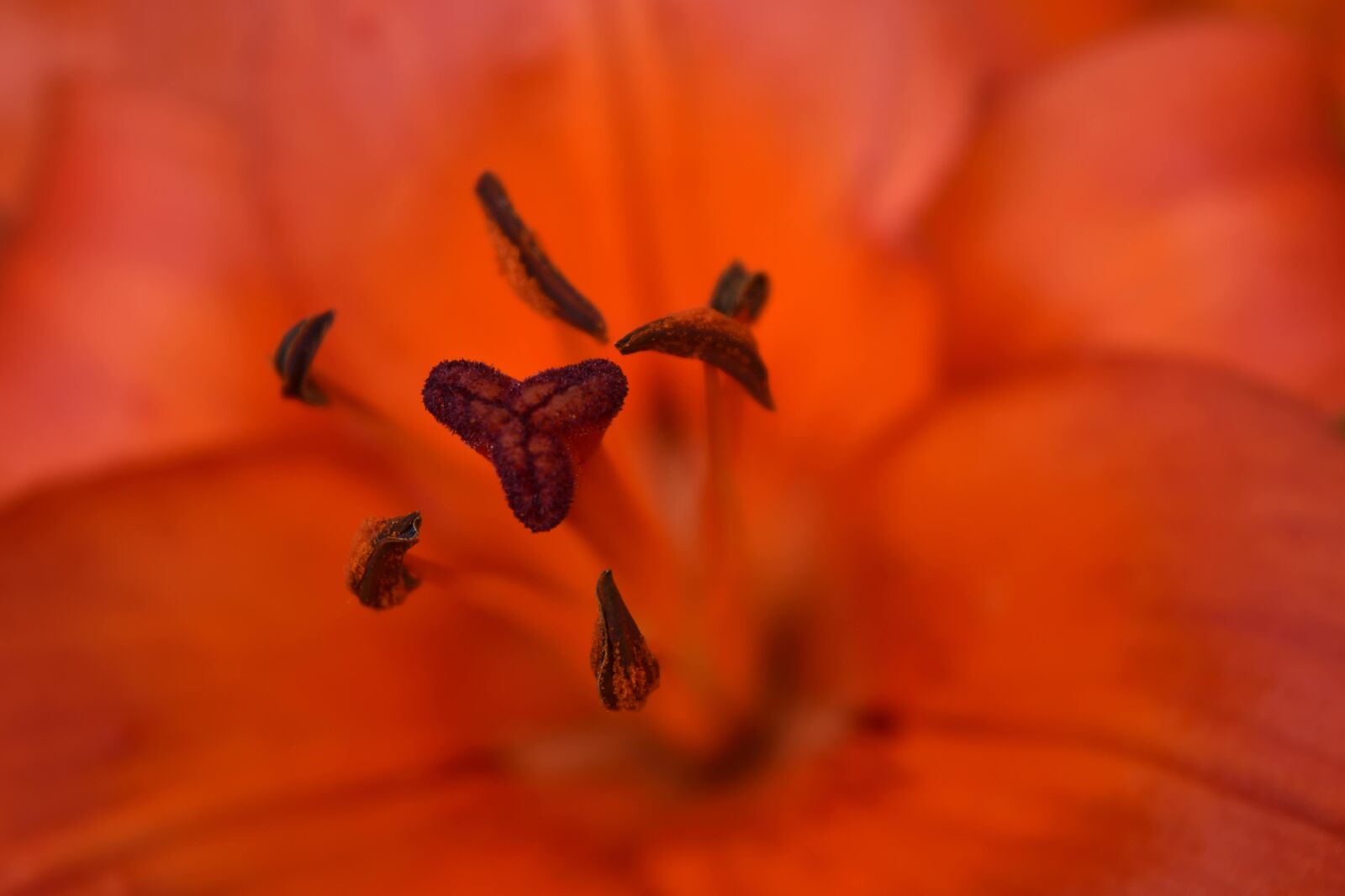 Nikon D5500 sample photo. Blurry, detailed, focus, lily photography