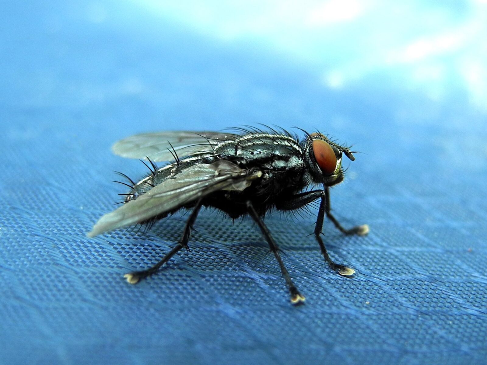Nikon Coolpix P7000 sample photo. Fly, housefly, must photography