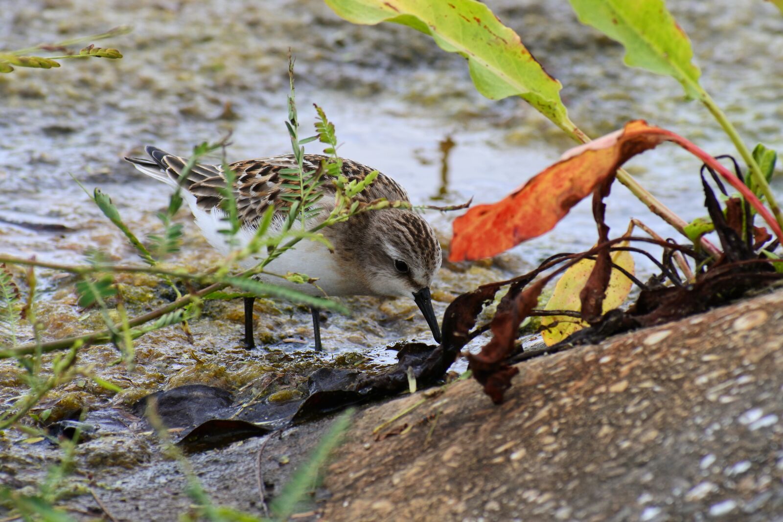 VR 70-300mm f/4.5-6.3G sample photo. Animal, waterside, grass photography