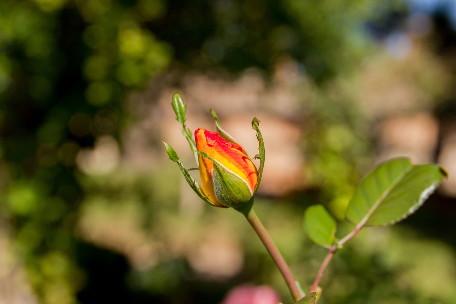 Canon EOS 550D (EOS Rebel T2i / EOS Kiss X4) sample photo. Granada, rosa, cocoon photography
