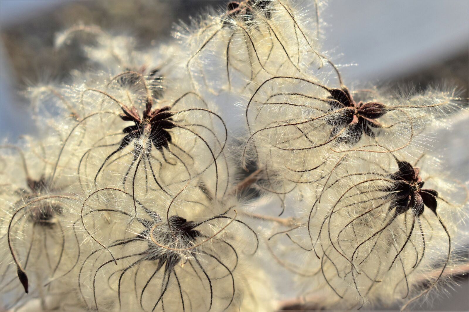 Nikon D5500 sample photo. Plant, seeds, nature photography