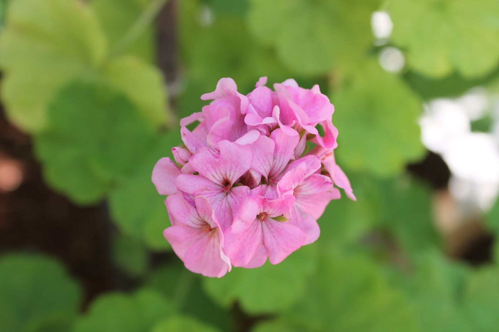 Canon EOS 1100D (EOS Rebel T3 / EOS Kiss X50) sample photo. Pink flower, flower, nature photography