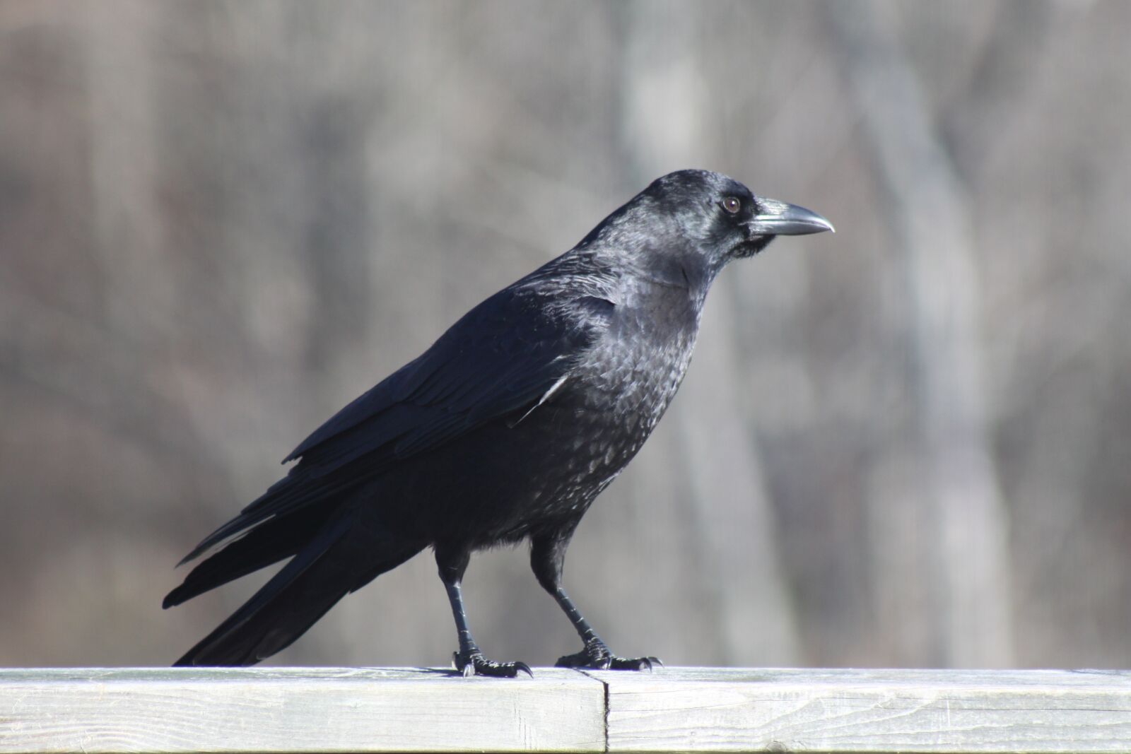 Canon EOS 50D sample photo. Crow, railing, standing photography