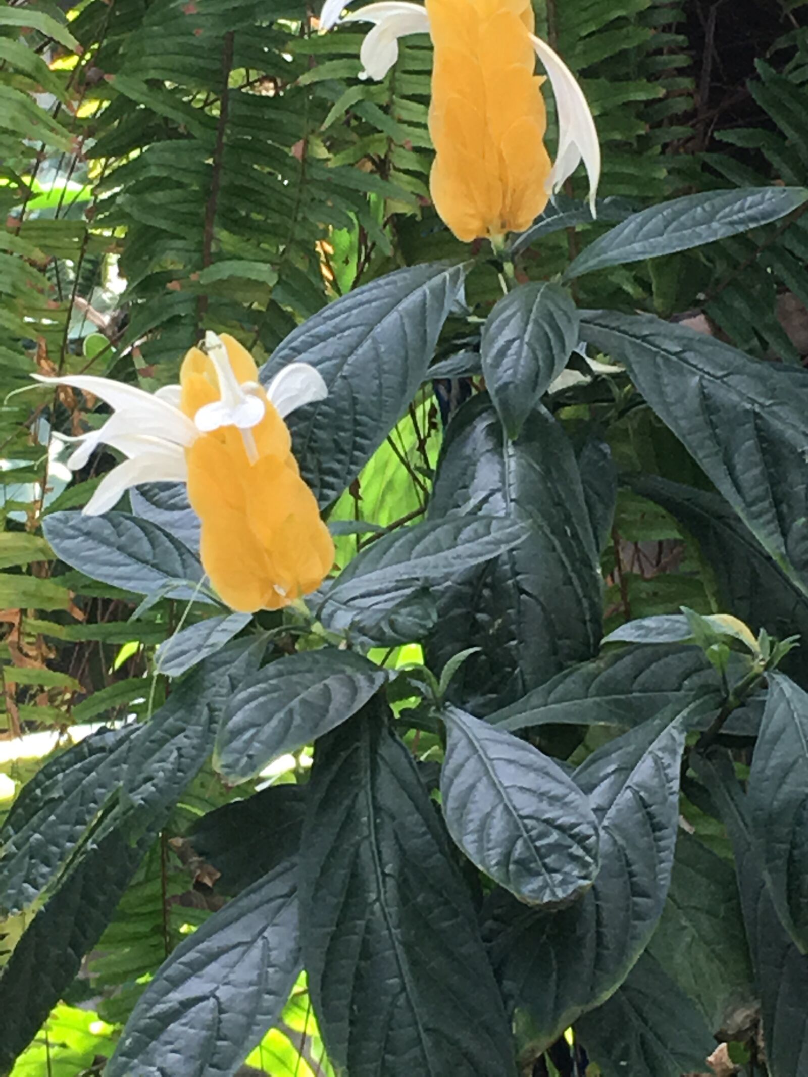 Apple iPhone 6s sample photo. Flower, plants, spring photography