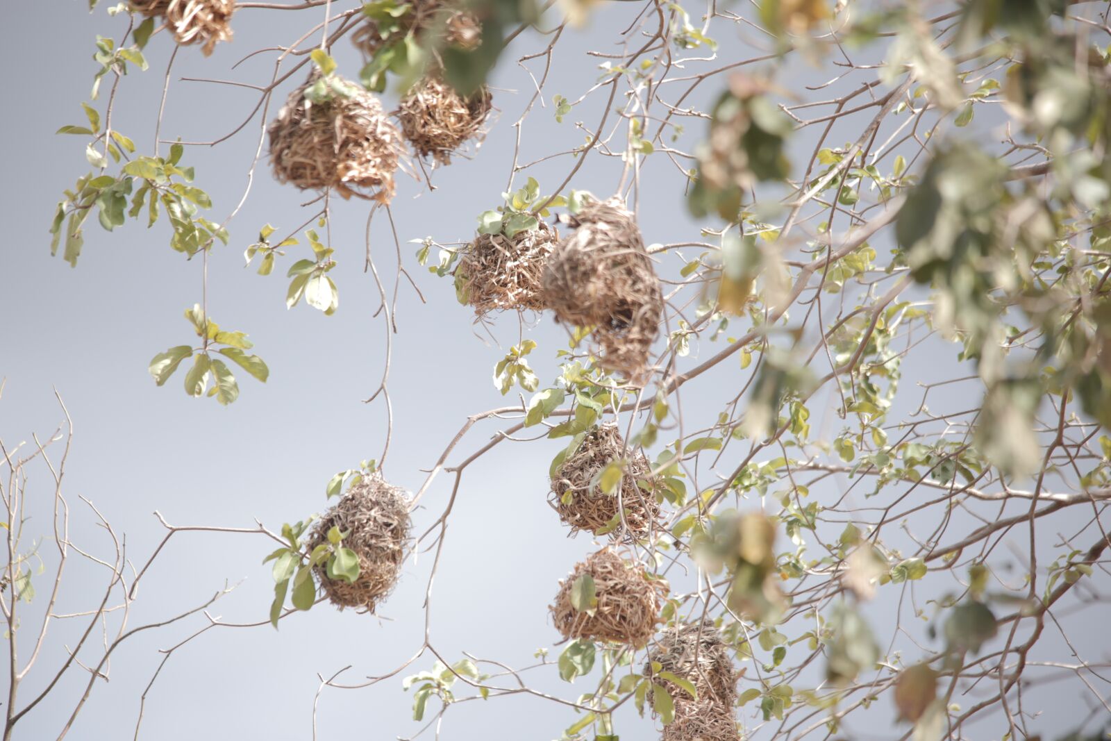 Canon EOS 6D sample photo. Nest, nature, animal photography